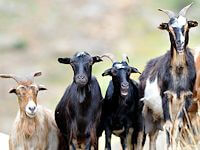 Goat Races